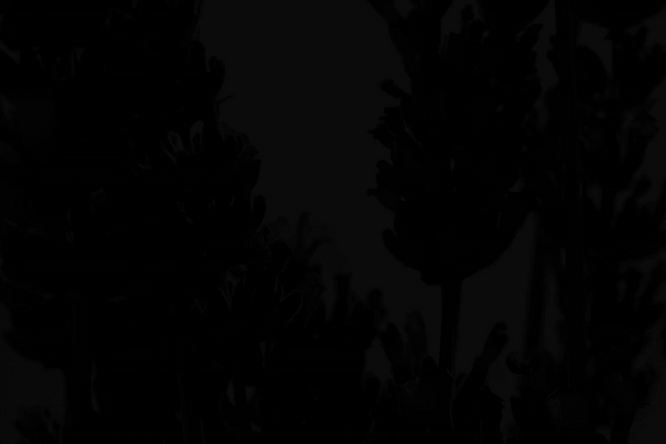 Aromaterapiens superkræfter – neurovidenskaben bag naturens dufte